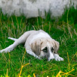 What Causes Blood In Dog Urine