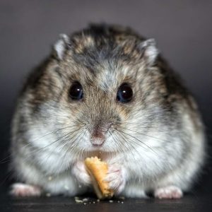 Why Did My Hamster Die
