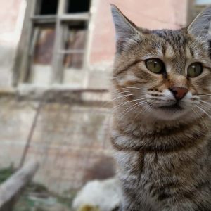 Why Do Cats Run Away