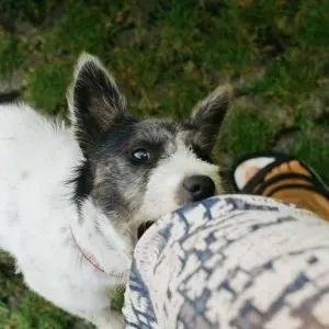 Why Do Puppies Bite With Aggression