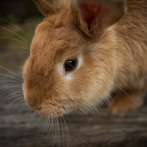 What Are a Pet Rabbits Basic Needs