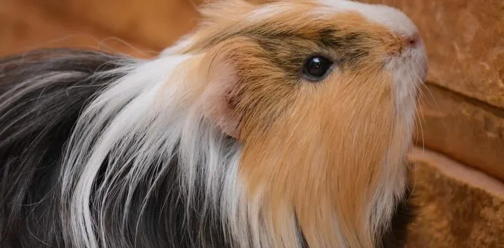 What Breed of Guinea Pig do I Have