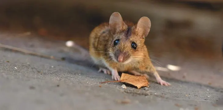 Will Keeping Pet Mice Attract Snakes