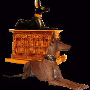 Egyptian Pharaoh Hound