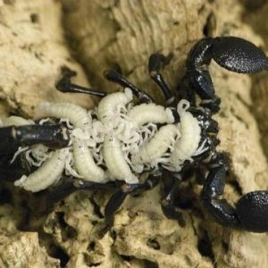 Scorpion with Babies