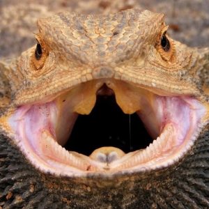 Are-Bearded-Dragons-Poisonous